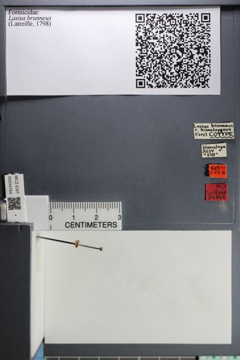 Media type: image;   Entomology 34764